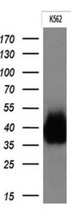 FCGR2A Antibody in Western Blot (WB)