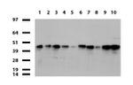 FCGR2A Antibody in Western Blot (WB)