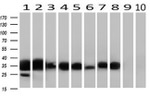 FCGR2A Antibody in Western Blot (WB)