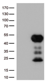 FCGR2A Antibody in Western Blot (WB)