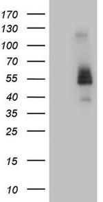 FCRLB Antibody in Western Blot (WB)