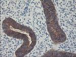 FDFT1 Antibody in Immunohistochemistry (Paraffin) (IHC (P))