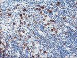 FDFT1 Antibody in Immunohistochemistry (Paraffin) (IHC (P))