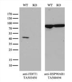 FDFT1 Antibody in Western Blot (WB)