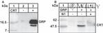 Calreticulin Antibody in Western Blot (WB)
