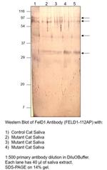 FEL D1 Major allergen 1 polypeptide chain 2 Polyclonal Antibody