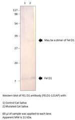 FEL D1 Major allergen 1 polypeptide chain 1 Polyclonal Antibody