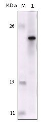 FES Antibody in Western Blot (WB)