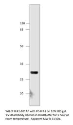 GPCR GPR40 Polyclonal Antibody