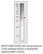 GPCR GPR43/FFAR2 Polyclonal Antibody