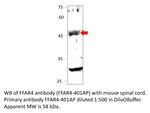 GPCR GPR120 Polyclonal Antibody