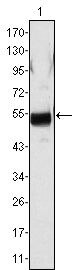 FIBB Monoclonal Antibody (1F9)