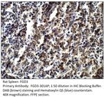 FGD3 Polyclonal Antibody