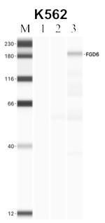 FGD6 Antibody in Immunoprecipitation (IP)