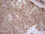 FGF13 Antibody in Immunohistochemistry (Paraffin) (IHC (P))