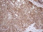 FGF13 Antibody in Immunohistochemistry (Paraffin) (IHC (P))