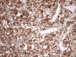 FGF13 Antibody in Immunohistochemistry (Paraffin) (IHC (P))