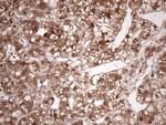 FGF13 Antibody in Immunohistochemistry (Paraffin) (IHC (P))