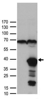 FGF2 Antibody in Western Blot (WB)