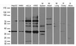 FGF2 Antibody in Western Blot (WB)