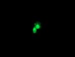 FGF21 Antibody in Immunocytochemistry (ICC/IF)