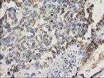 FGF21 Antibody in Immunohistochemistry (Paraffin) (IHC (P))