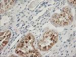 FGF21 Antibody in Immunohistochemistry (Paraffin) (IHC (P))