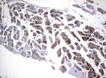 FGF21 Antibody in Immunohistochemistry (Paraffin) (IHC (P))