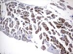 FGF21 Antibody in Immunohistochemistry (Paraffin) (IHC (P))