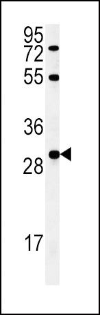 FGF2 Antibody in Western Blot (WB)