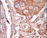 FGF4 Antibody in Immunohistochemistry (IHC)