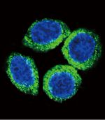 FGFR2 Antibody in Immunocytochemistry (ICC/IF)