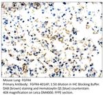 FGFR4 Polyclonal Antibody