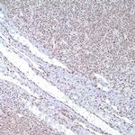 FGG Antibody in Immunohistochemistry (IHC)