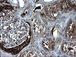 FGG Antibody in Immunohistochemistry (Paraffin) (IHC (P))
