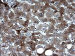 FGG Antibody in Immunohistochemistry (Paraffin) (IHC (P))