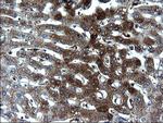 FGG Antibody in Immunohistochemistry (Paraffin) (IHC (P))