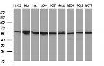 FGG Antibody in Western Blot (WB)