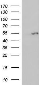 FGG Antibody in Western Blot (WB)