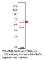 FGR Polyclonal Antibody