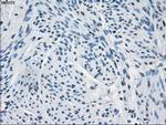 FH Antibody in Immunohistochemistry (Paraffin) (IHC (P))