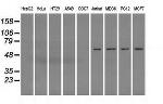 FH Antibody in Western Blot (WB)