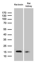 FHIT Antibody in Western Blot (WB)