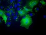 FHL1 Antibody in Immunocytochemistry (ICC/IF)