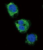 Fibrinogen gamma Antibody in Immunocytochemistry (ICC/IF)