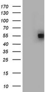 FICD Antibody in Western Blot (WB)