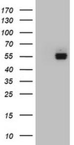 FICD Antibody in Western Blot (WB)