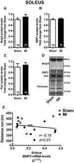 FIS1 Antibody in Western Blot (WB)