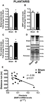 FIS1 Antibody in Western Blot (WB)