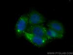 APOA4 Antibody in Immunocytochemistry (ICC/IF)